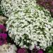 Arenaria Montana Ground Cover Plants