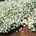 Arenaria Montana Low Growing Plants