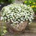Arenaria Ground Cover Plants