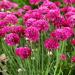 Armeria Maritima Sea Thrift