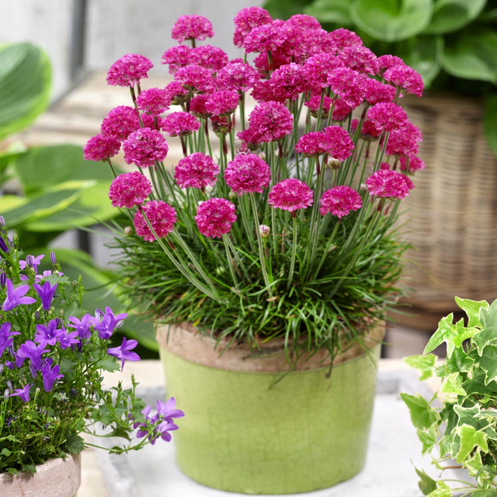 Common Thrift ~Compact Perennial-50 Seeds Armeria Seeds ~ PINK ONLY ~ Sea Pinks 