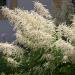 Aruncus Goat's Beard Flower Spikes