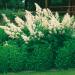 Aruncus Goat's Beard Plants