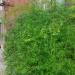 Asparagus Fern Sprengeri