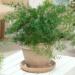 Asparagus Fern Sprengeri Container Plant