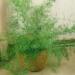 Asparagus Fern Container