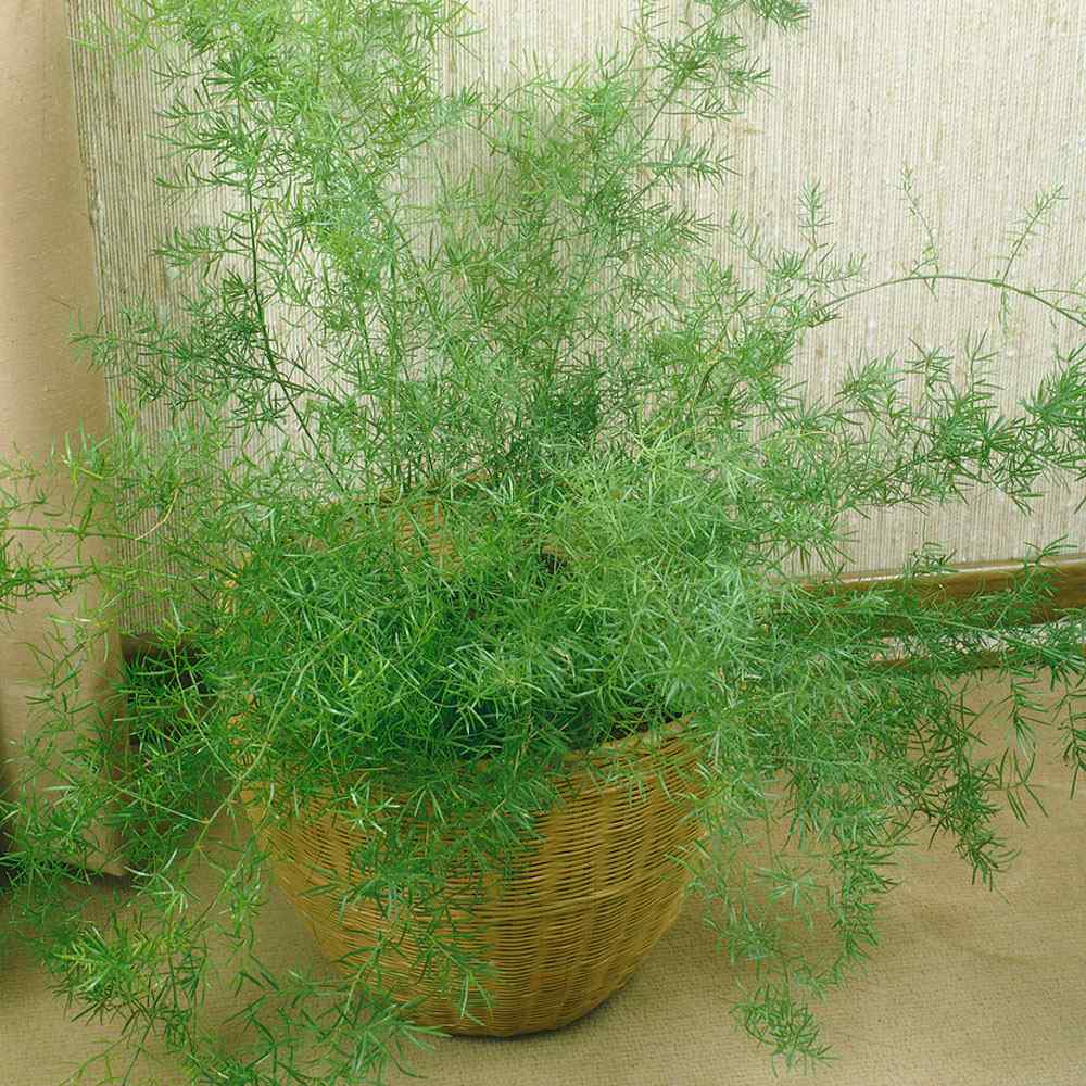 Outsidepride Asparagus Fern Sprengeri Plant Seed - 100 Seeds