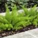 Asparagus Fern Meyeri Ornamental Plants