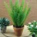 Asparagus Fern Meyeri Garden Plants