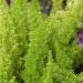 Asparagus Fern Meyeri Decorative Plants