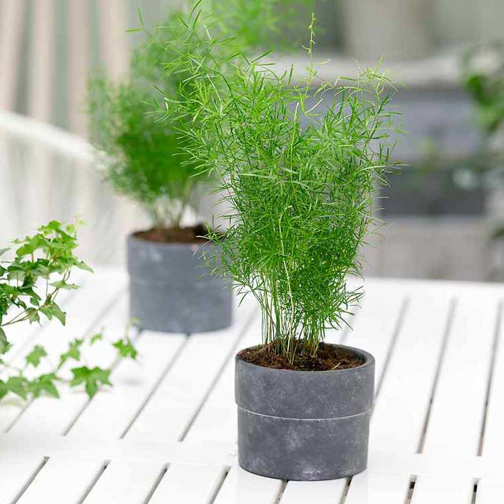 Asparagus Fern Drought Tolerant Garden Flower Plant Seed