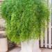 Asparagus Fern Sprengeri Garden Plant