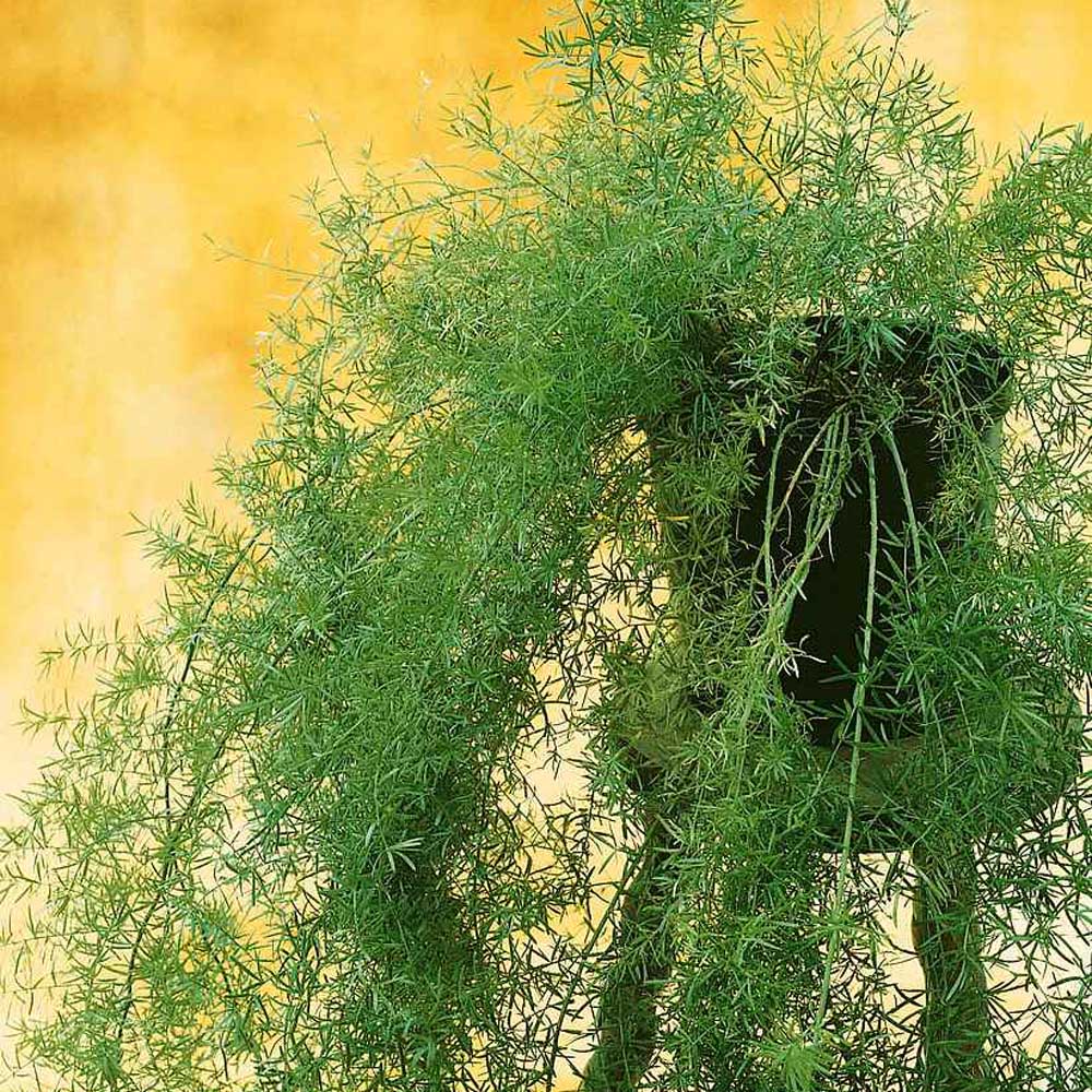 Asparagus Fern Drought Tolerant Garden Flower Plant Seed