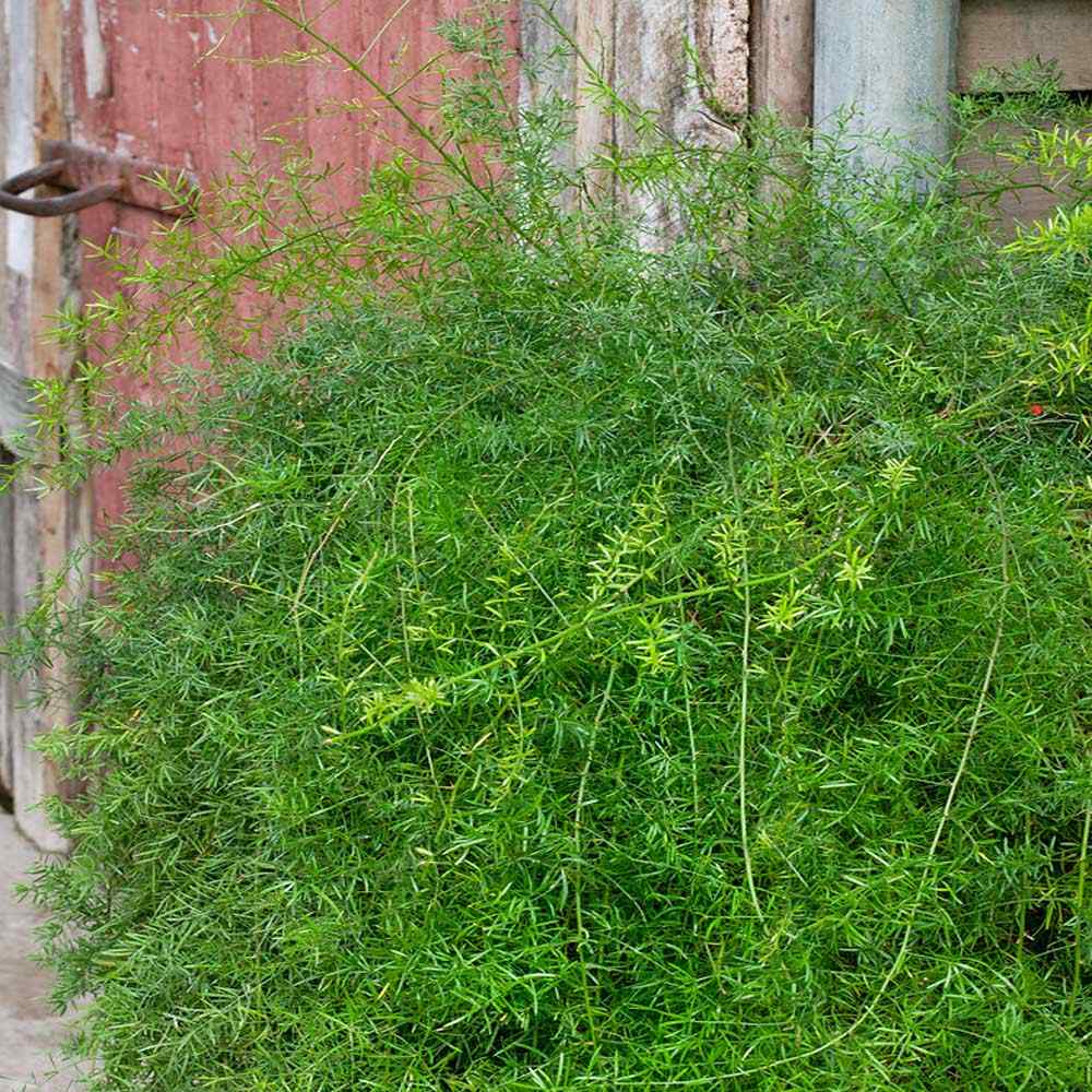 Asparagus Fern Drought Tolerant Garden Flower Plant Seed