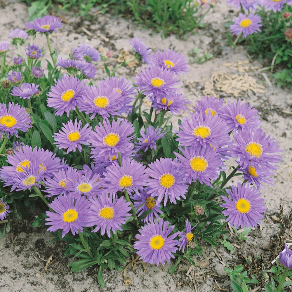 Aster Seed Aster Alpinus Blue Flower Seeds