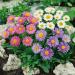 Aster Alpinus Flowers