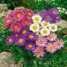 Aster Alpinus Garden Flowers