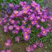 Aster Alpinus Pink Flowers