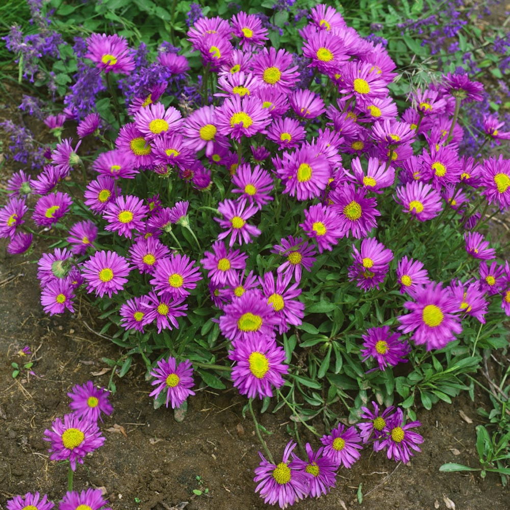 Pink Aster