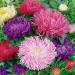 Aster Gremlin Garden Flower Mix