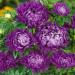 Aster Milady Blue Cut Flowers