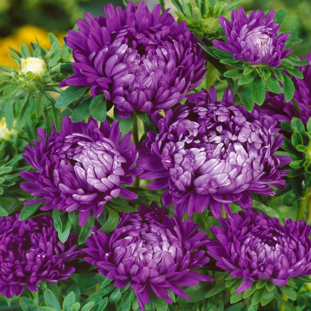 200 Bulk Seeds ASTER MILADY BLUE DWARF Callistephus Chinensis 200 Bulk Seeds ASTER MILADY BLUE DWARF Callistephus Chinensis