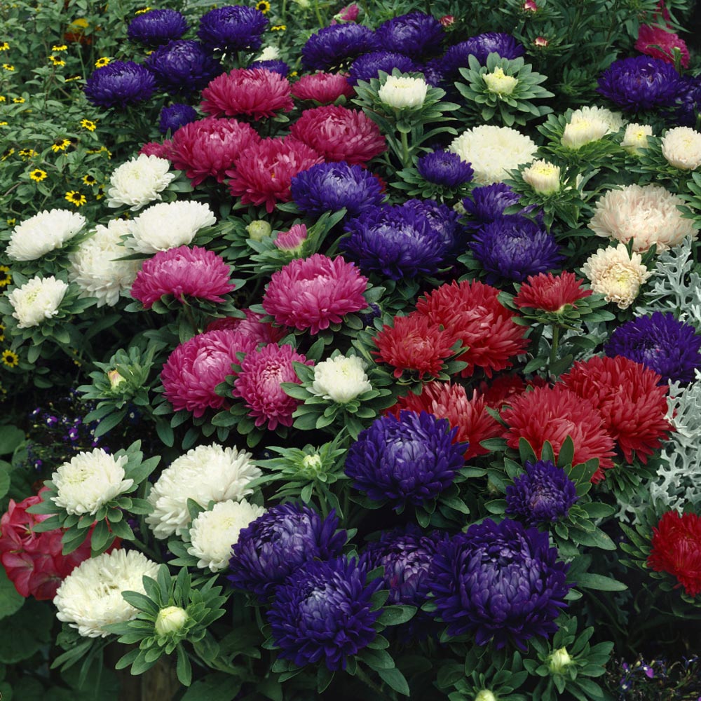 200 Bulk Seeds ASTER MILADY BLUE DWARF Callistephus Chinensis 200 Bulk Seeds ASTER MILADY BLUE DWARF Callistephus Chinensis