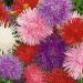 Aster Needle Flowers