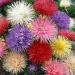 Aster Needle Garden Flowers