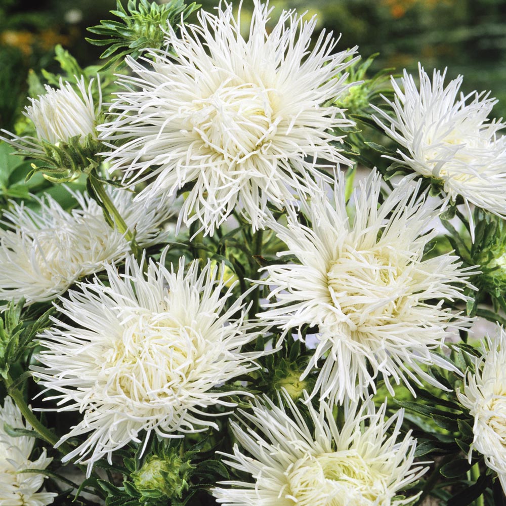 Annual aster 500 seeds White needle petal china aster