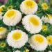 Aster Pompon White Garden Flowers