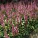 astilbe chinensis flowers