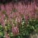 Astilbe Chinensis Garden Flowers