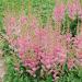 Astilbe False Goat's Beard