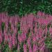 Astilbe Pumila Plants