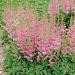 Astilbe Pumila Landscaping