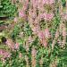 Astilbe Pumila Pink Flowers