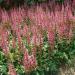 Astilbe Pumila Flower Bed