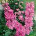 Delphinium Astolat Cut Flowers