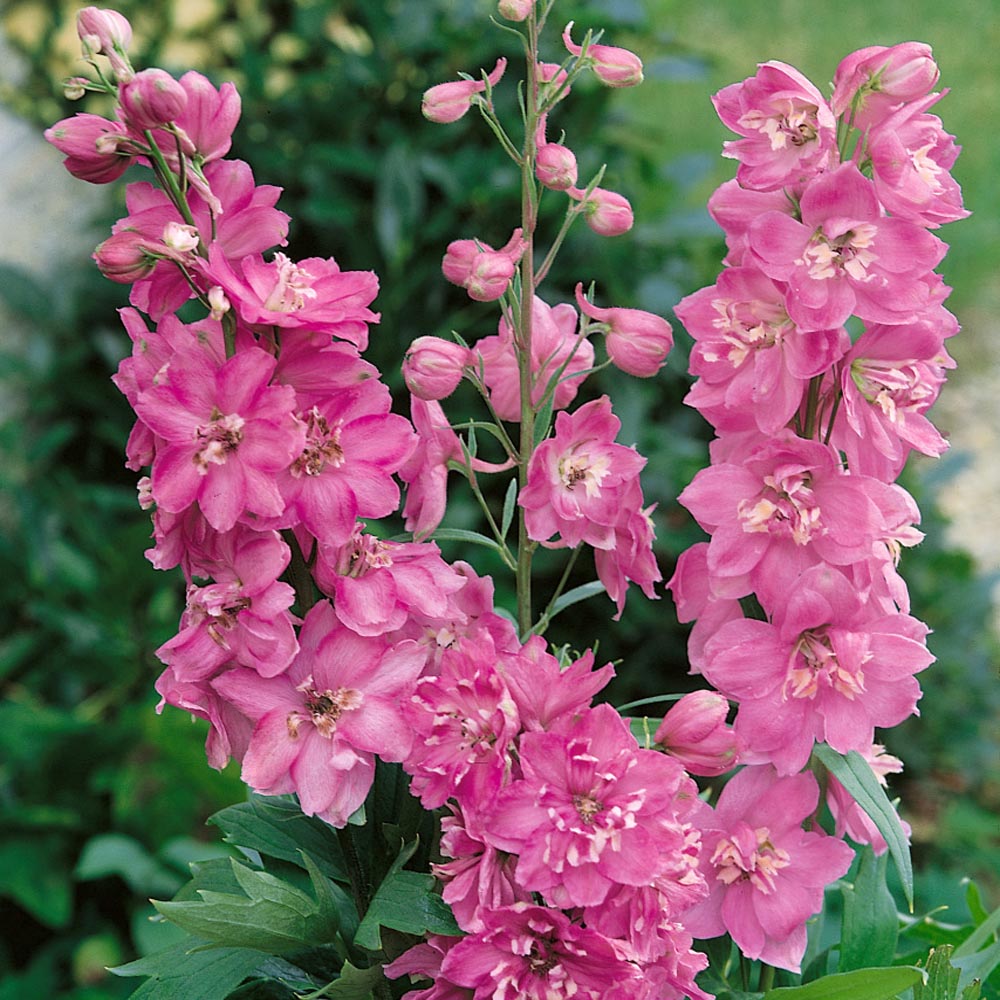 Unique Cut Flower