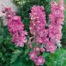 Delphinium Astolat Garden Flowers