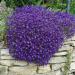 Rock Cress Cascade Blue