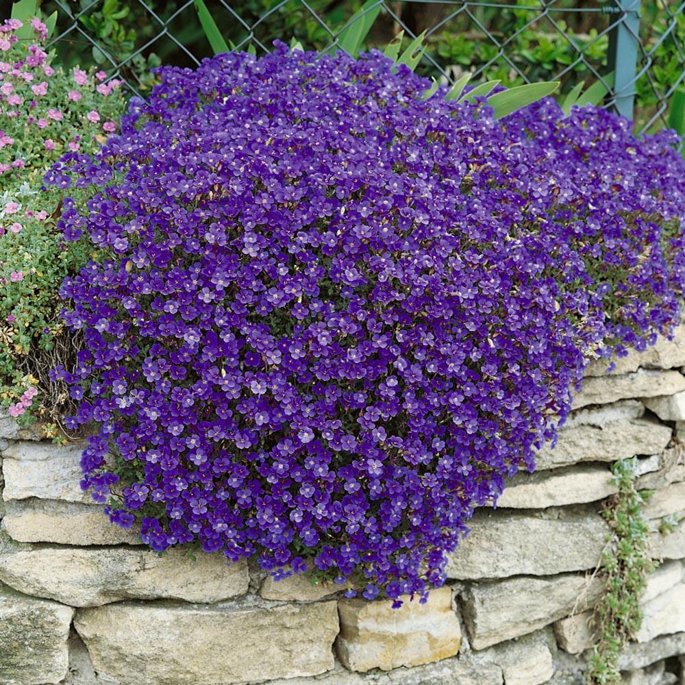 Great Rock Garden Plant