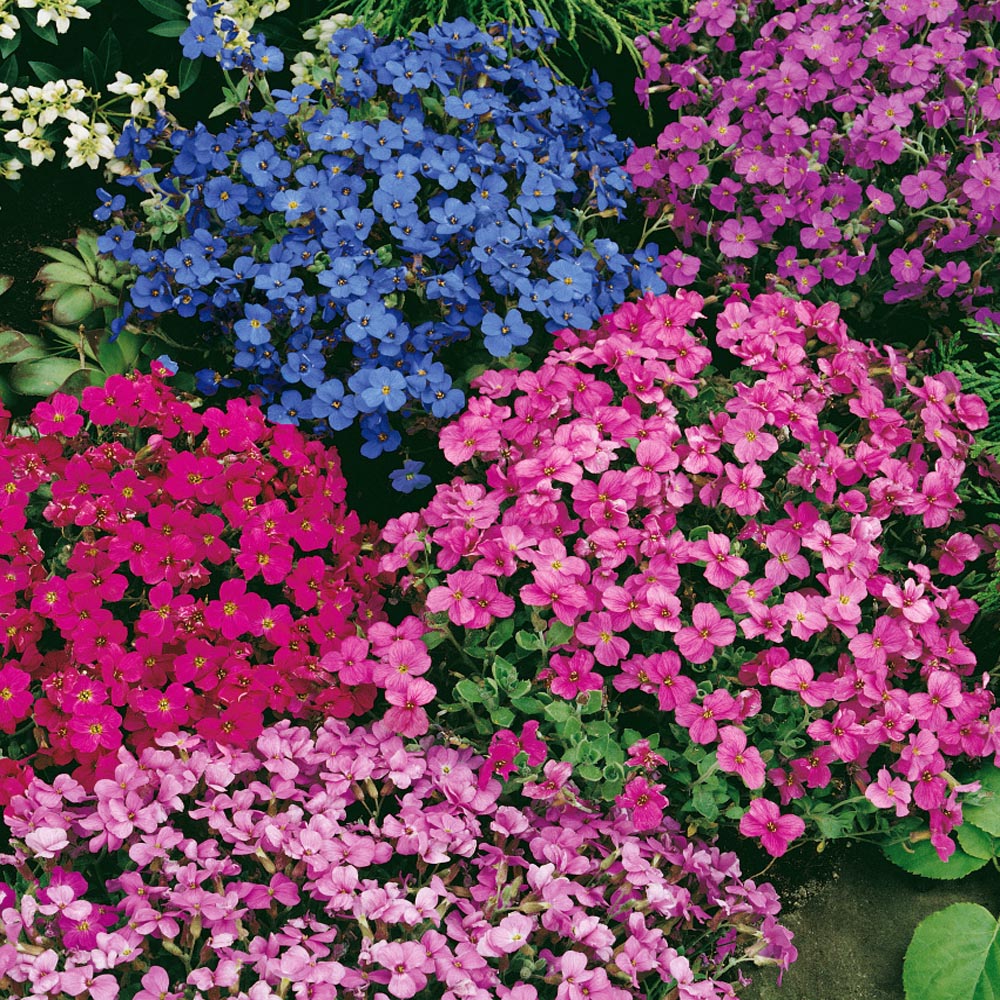 Aubrieta Rock Cress Cascade Ground Cover Mix