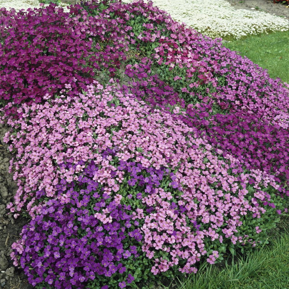 Aubrieta Royal Mix Seeds - Rock Cress Ground Cover Seed
