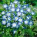 Baby Blue Eyes Wildflowers Seeds