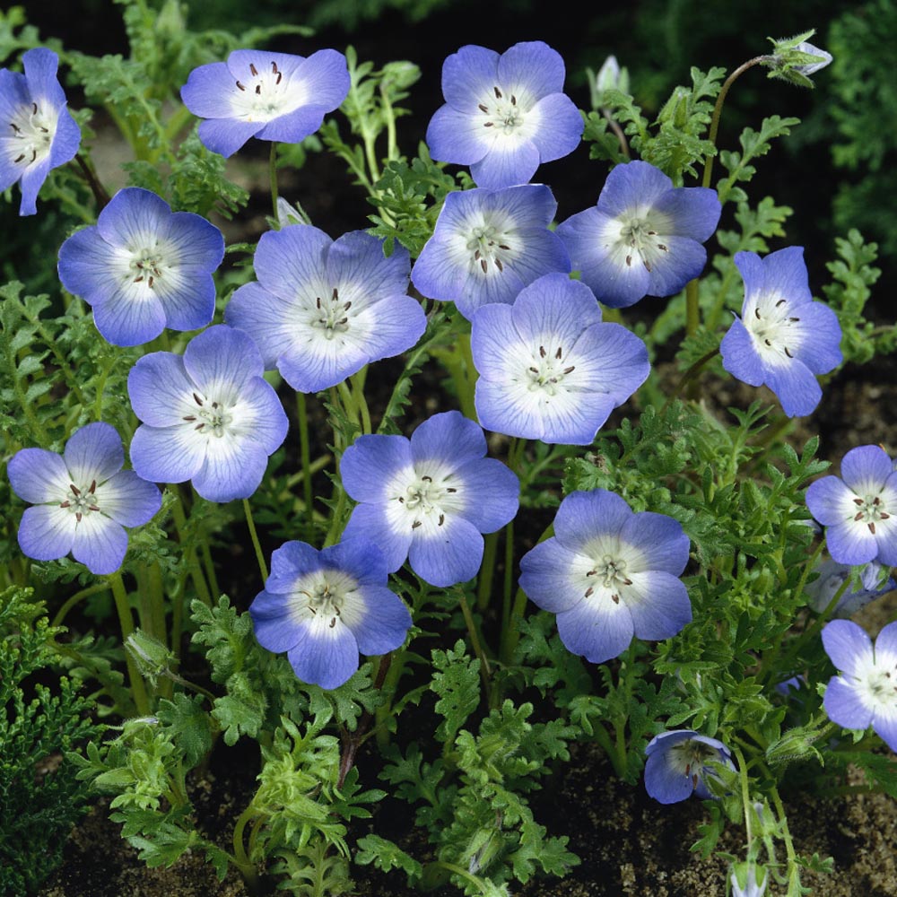 Nemophila menziesii (Baby Blue Eyes)