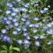 Nemophila Menziesii Flowers