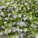 Bacopa Bluetopia Planter Box Flowers