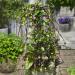 Malabar Climbing Spinach VineSeed